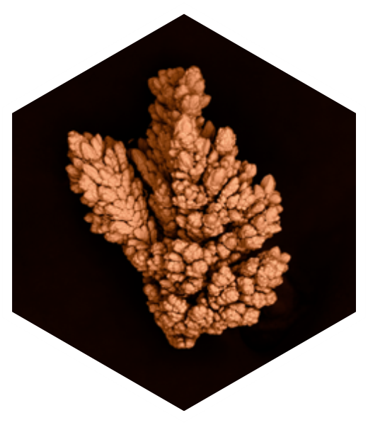 Microphotograph of electrolytic copper powder